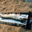 Bild von Unhooking Ruler 40 x 140cm                                                                           