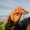 Bild von Softbait System + Shallow Screw Größe M                                                   