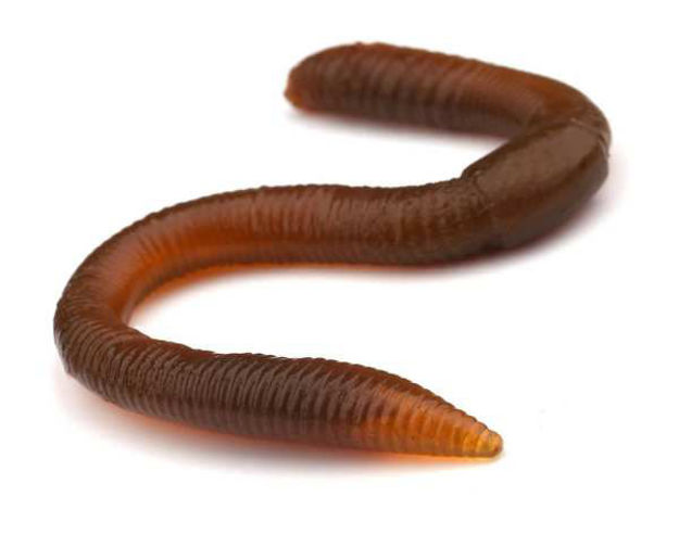 Bild von TWITCH WORM NATURAL BROWN                