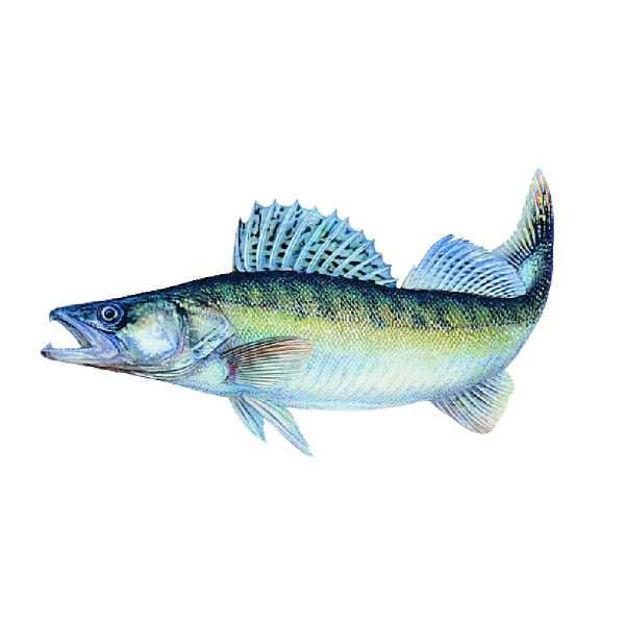 Bild von Aufkleber Zander groß 