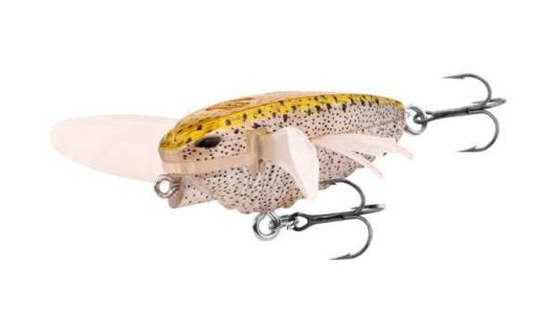 Bild von ZUK 35 SPOTTED YELLOW                    