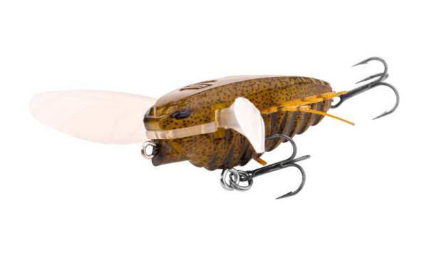Bild von ZUK 35 BROWN SPOTTED                     