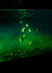 Bild von Aquatic Baits Baitcloud Complex 125ml